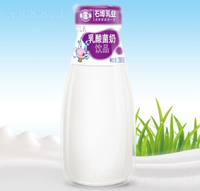 石埠乳業(yè)乳酸菌奶飲品玻璃瓶牛奶